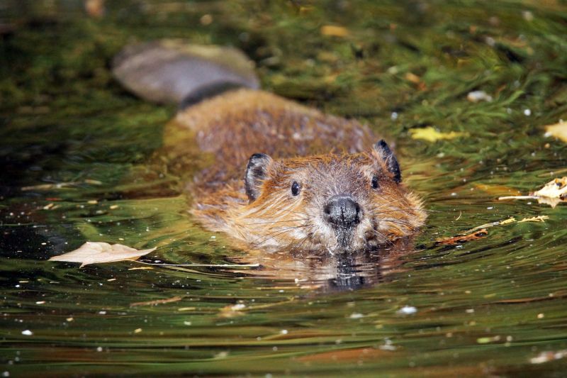 Beaver Removal