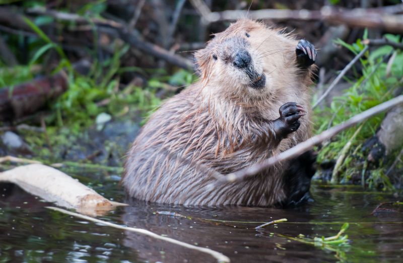 Beaver Removal