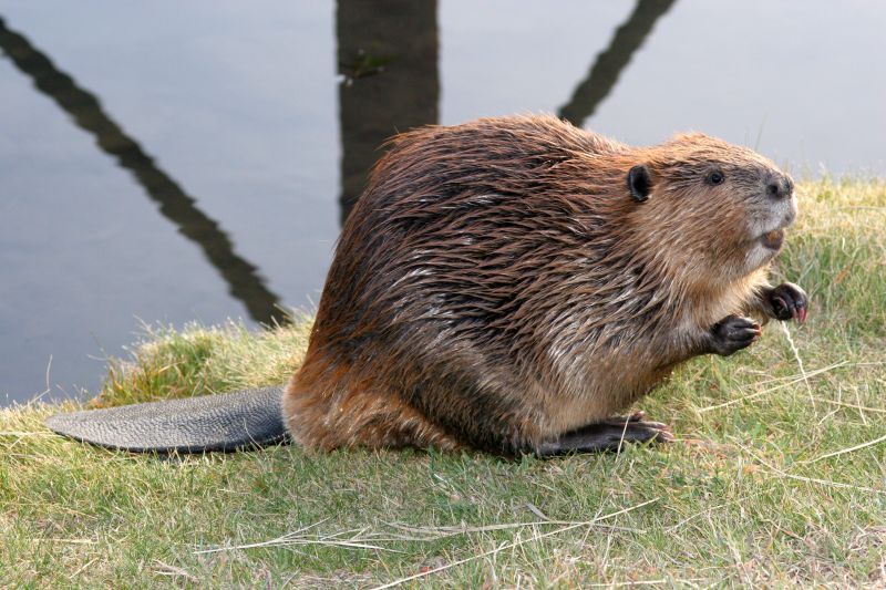 Beaver Removal