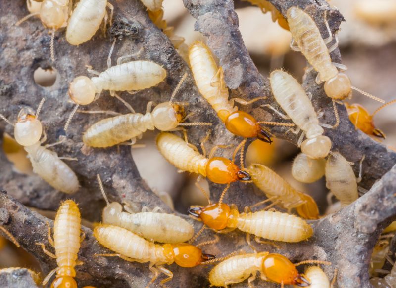 Commercial Termite Removal in Frisco, TX