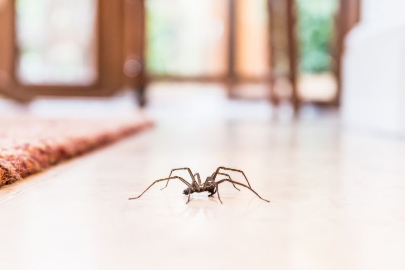 Common Spiders Extermination in Mckinney, TX