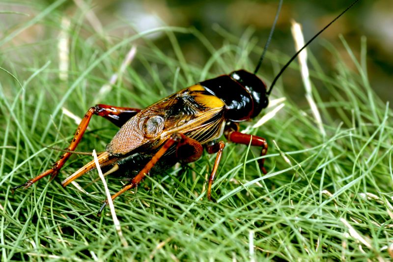 Cricket Control Service in Frisco, TX