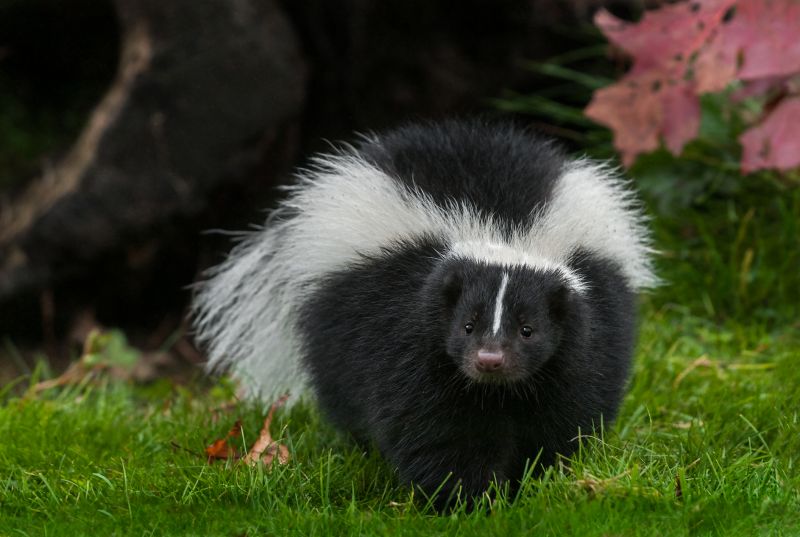 Skunk Extermination