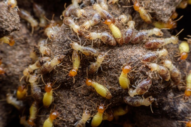 Termite Infestation Service in Frisco, TX