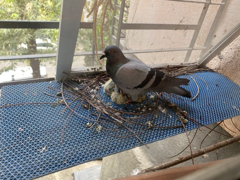 Bird Nests on Ledge
