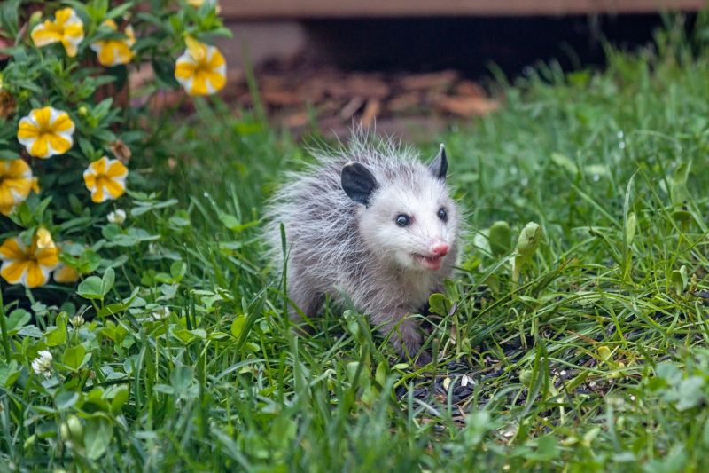 Opossum in Crawl Space