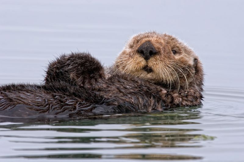 Stop dams from blocking water flow